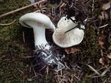 Leucopaxillus albissimus var. piceinus image