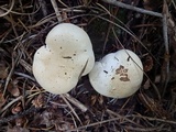 Leucopaxillus albissimus var. piceinus image