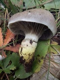 Gomphidius glutinosus image