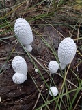 Coprinopsis nivea image