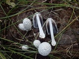 Coprinopsis nivea image