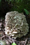 Grifola frondosa image