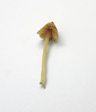 Galerina clavata image