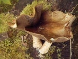 Stropharia kauffmanii image