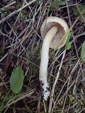Inocybe sororia image