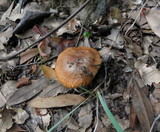 Suillus caerulescens image