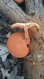 Gymnopilus liquiritiae image
