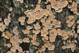 Aleurodiscus oakesii image