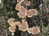 Aleurodiscus oakesii image