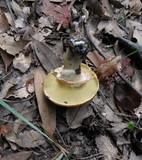 Suillus caerulescens image