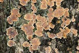 Aleurodiscus oakesii image