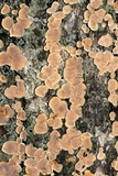 Aleurodiscus oakesii image