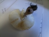 Leucoagaricus americanus image