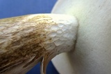 Boletus pallidus image