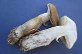 Boletus pallidus image