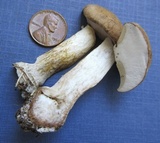 Boletus pallidus image