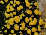 Physarum polycephalum image