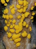 Physarum polycephalum image