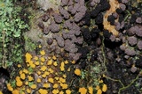 Physarum polycephalum image