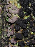 Physarum polycephalum image