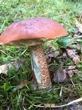 Leccinum aurantiacum image