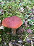 Leccinum aurantiacum image