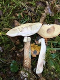 Leccinum aurantiacum image