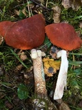 Leccinum aurantiacum image