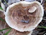 Hydnellum concrescens image