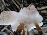 Hydnellum concrescens image