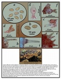 Agrocybe arvalis image