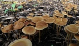 Agrocybe arvalis image