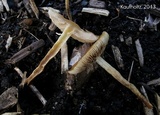 Agrocybe arvalis image