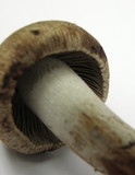 Inocybe agardhii image