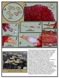 Agrocybe arvalis image