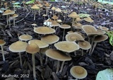 Agrocybe arvalis image