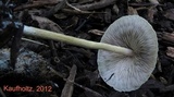 Agrocybe arvalis image