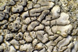 Dimelaena radiata image