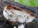 Peziza repanda image