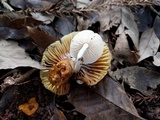 Asterophora lycoperdoides image