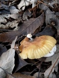 Asterophora lycoperdoides image