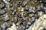 Dimelaena californica image