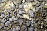 Dimelaena californica image
