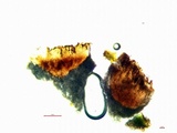 Dimelaena californica image