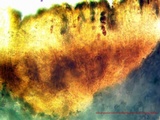 Dimelaena californica image