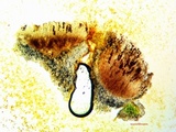 Dimelaena californica image