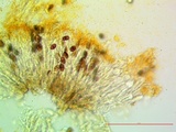Dimelaena californica image
