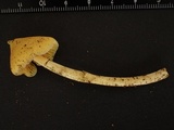 Inocephalus murrayi image