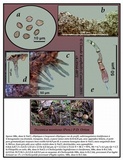Psilocybe montana image