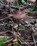 Psilocybe montana image